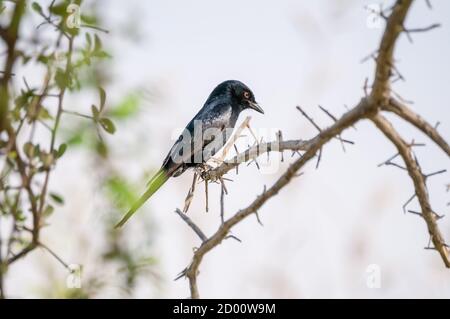 Dicrurus adsimilis, afrikanischer Drongo, an einem Zweig, Namibia, Afrika Stockfoto