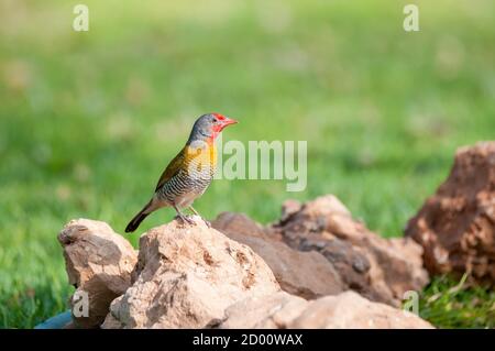 Pytilia melba, Grünflügelpytilia, Namibia, Afrika Stockfoto