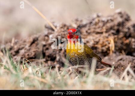 Pytilia melba, Grünflügelpytilia, am Boden, Namibia, Afrika Stockfoto