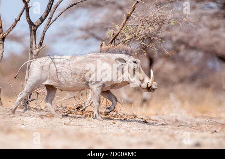 Phacochoerus africanus, gewöhnlicher Warzenschwein, Namibia, Afrika Stockfoto