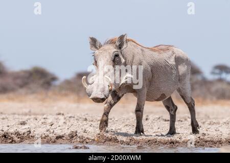 Phacochoerus africanus, gewöhnlicher Warzenschwein, Namibia, Afrika Stockfoto