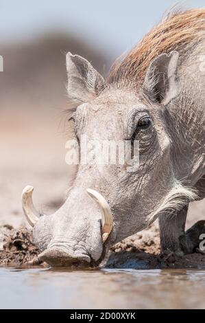 Phacochoerus africanus, gewöhnlicher Warzenschwein, Trinken, Namibia, Afrika Stockfoto