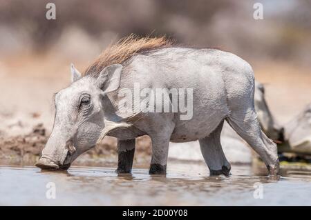 Phacochoerus africanus, gewöhnlicher Warzenschwein, Trinken, Namibia, Afrika Stockfoto