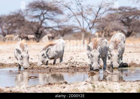 Phacochoerus africanus, gewöhnlicher Warzenschwein, Trinken, Namibia, Afrika Stockfoto