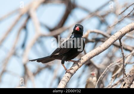 Bubalornis niger, Büffelweber, an einem Zweig, Namibia, Afrika Stockfoto