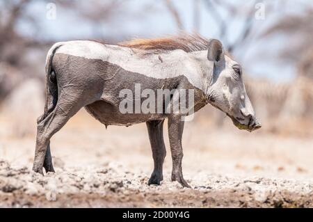 Phacochoerus africanus, gewöhnlicher Warzenschwein, Namibia, Afrika Stockfoto