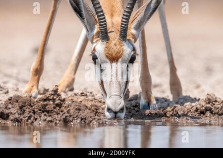 Antidorcas marsupialis, Springbok, Trinken, Namibia, Afrika Stockfoto