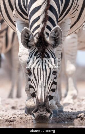 Equus quagga, Zebra, Trinken, Namibia, Afrika Stockfoto