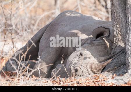 Diceros bicornis, Schwarzes Nashorn, schlafend unter einem Baum, Namibia, Afrika Stockfoto
