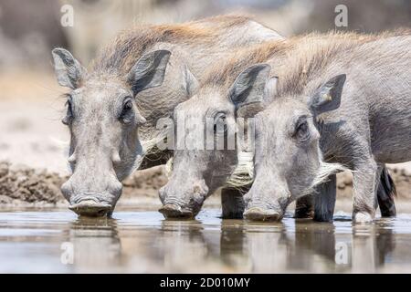 Phacochoerus africanus, gewöhnlicher Warzenschwein, Trinken, Namibia, Afrika Stockfoto