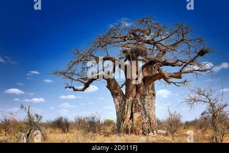 Afrikanischer Baobab, Affe-Brot Baum, Kruger Nationalpark, Südafrika, Adansonia digitata Stockfoto