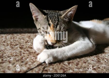 Kätzchen spielt auf einem Teppich im Wohnzimmer. Kätzchen fangen. Stockfoto