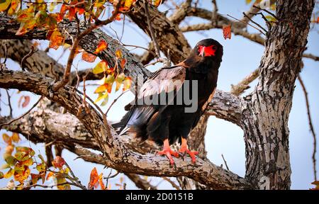 bateleur Eagle, Terathopius ecaudatus, Kruger NP, Südafrika Stockfoto