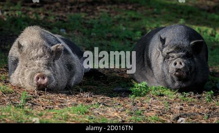 Haltern, Deutschland. Oktober 2020. Zwei glücklich aussehende Topfbauchschweine faulenzen in der warmen Nachmittagssonne im Granat Wildlife Reserve im Münsterland. Nordrhein-Westfalen hat in den letzten zwei Tagen relativ milde Temperaturen und sonnige Bedingungen erlebt, aber am Wochenende wird es wieder regnen. Kredit: Imageplotter/Alamy Live Nachrichten Stockfoto