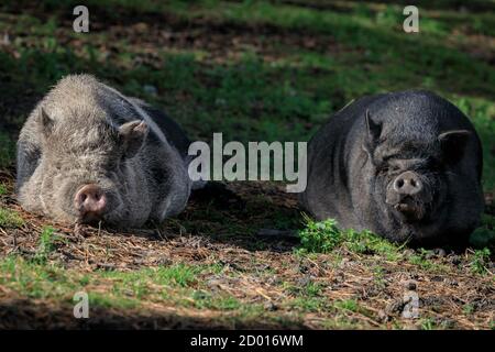 Haltern, Deutschland. Oktober 2020. Zwei glücklich aussehende Topfbauchschweine faulenzen in der warmen Nachmittagssonne im Granat Wildlife Reserve im Münsterland. Nordrhein-Westfalen hat in den letzten zwei Tagen relativ milde Temperaturen und sonnige Bedingungen erlebt, aber am Wochenende wird es wieder regnen. Kredit: Imageplotter/Alamy Live Nachrichten Stockfoto