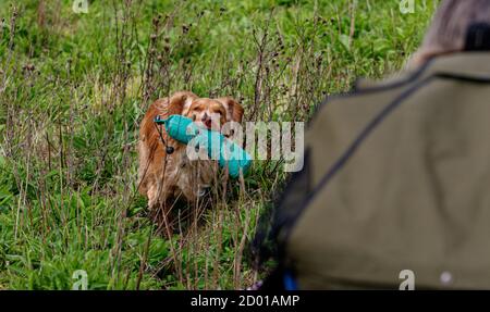 Springer und Cocker Spaniels Gewehrhunde trainieren Puppen in der Hand zu haben Stockfoto