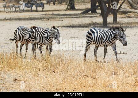 Drei Zebras beim Spaziergang im Tarangire Nationalpark, Tansania, Afrika. Stockfoto