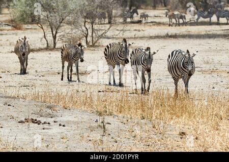 Fünf Zebras in einer Reihe zu Fuß im Tarangire Nationalpark, Tansania, Afrika. Stockfoto