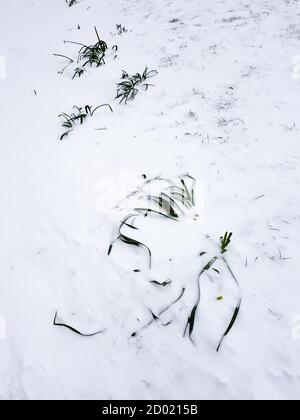 Von Schnee bedeckte Pflanzen. Stockfoto