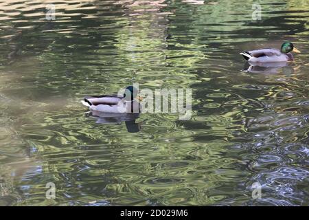 Wildente schwimmt im Teich und reinigt Federn Stockfoto