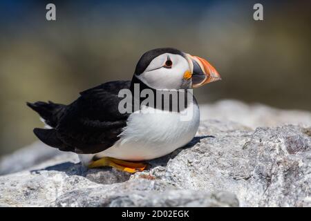 Puffin steht auf einem Felsen (Fratercula arctica), Farne-Inseln, Schottland Stockfoto