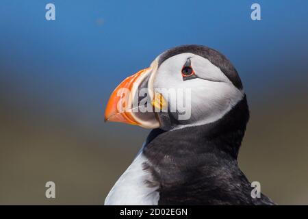 Papageitaucher (Fratercula arctica), Farne Islands, Schottland Stockfoto