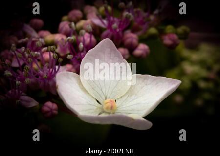 Eine schöne Blume steht allein unter ihren Kongeneren. Stockfoto