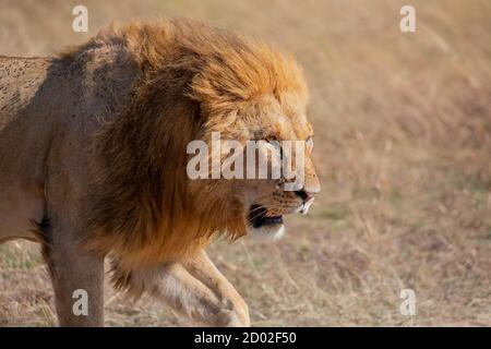 Männliche Löwe im Gras, Masai Mara, Kenia Stockfoto