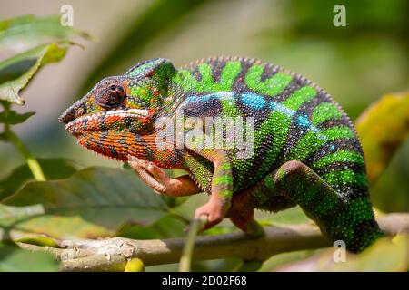 Panther Chamäleon Nahaufnahme, Furcifer pardalis, Andasibe, Madagaskar Stockfoto