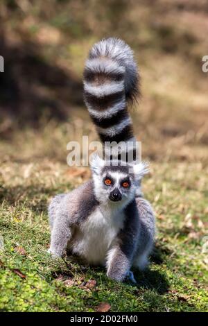 Ringschwanz-Lemur starrt in die Kamera (Lemur catta), Anja Reserve, Madagaskar Stockfoto