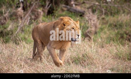 Männliche Löwe im Gras, Masai Mara, Kenia Stockfoto
