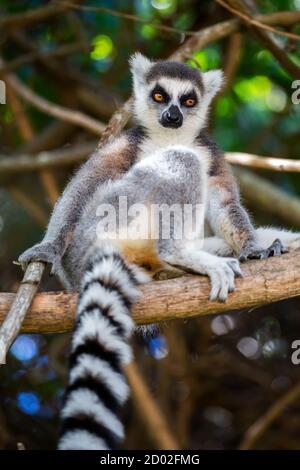 Ringschwanzmaki beim Blick in die Kamera (Lemur catta), Anja Reserve, Madagaskar Stockfoto