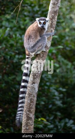 Ring-tailed Lemur (Lemur catta), Anja finden, Madagaskar Stockfoto