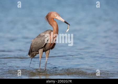 Rötlich Seidenreiher (Egretta rufescens), Fort Myers, Florida Stockfoto