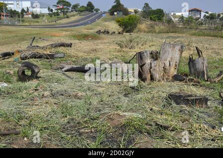 Baumstämme brannten neben einer Autobahn in Brasilien, mit Gras und grüner Vegetation in Panoramafoto, verbrannt in einem sehr trockenen Klima, Brasilien, Südamerika Stockfoto