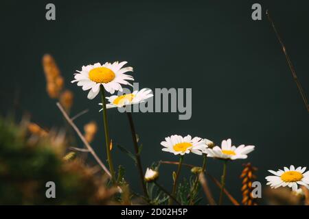 Schöne Gänseblümchen wachsen auf der Klippe. Stockfoto