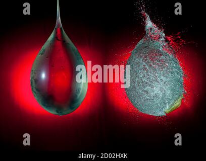 Der Ballon voller Wasser wird vor und im Moment seiner Explosion auf dem roten Gradientenhintergrund eingefroren. High-Speed-Fotografie Stockfoto