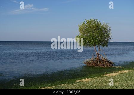 Einsame Mangrove wächst an der Küste Bali Barat NP, Bali, Indonesien Juli Stockfoto