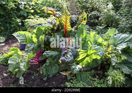 Bio Beetroots wächst im Gemeinschaftsgarten, viele natürlich angebaute, gesunde Rote Bete Blätter, Surrey, UK, September 2020 Stockfoto