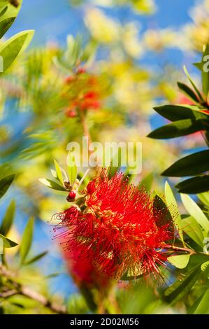 Blüten von Melaleuca viminalis, weinende Flaschenbürste, Bach-Flaschenbrut, Pflanze in der Myrtenfamilie, Myrtaceae, endemisch in New South Wales, Queensland Stockfoto