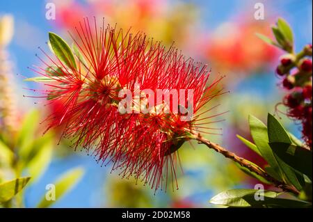 Blüten von Melaleuca viminalis, weinende Flaschenbürste, Bach-Flaschenbrut, Pflanze in der Myrtenfamilie, Myrtaceae, endemisch in New South Wales, Queensland Stockfoto