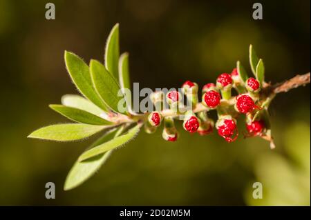 Blüten von Melaleuca viminalis, weinende Flaschenbürste, Bach-Flaschenbrut, Pflanze in der Myrtenfamilie, Myrtaceae, endemisch in New South Wales, Queensland Stockfoto