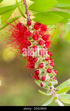 Blüten von Melaleuca viminalis, weinende Flaschenbürste, Bach-Flaschenbrut, Pflanze in der Myrtenfamilie, Myrtaceae, endemisch in New South Wales, Queensland Stockfoto