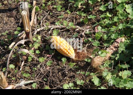 Zuckermais (Zea mays convar. Saccharata var. rugosa) auch als Zuckermais, Zuckermais und Mais bezeichnet. Koben nach der Ernte auf dem Boden gelassen, S Stockfoto