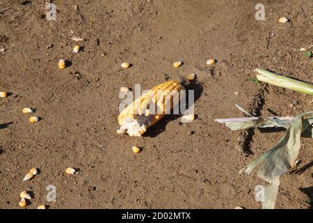 Zuckermais (Zea mays convar. Saccharata var. rugosa) auch als Zuckermais, Zuckermais und Mais bezeichnet. Koben nach der Ernte auf dem Boden gelassen, S Stockfoto