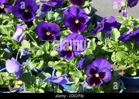 Blumen, Blaue Stiefmütterchen (Viola tricolor var. hortensis) in Töpfen zum Verkauf im Gartencenter 80p jeweils, Topfpflanzen, Topfblumen, Surrey, UK Stockfoto