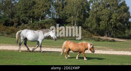 Wilde Ponys und Pferde wandern frei in Hampshire New Forest, England. Stockfoto