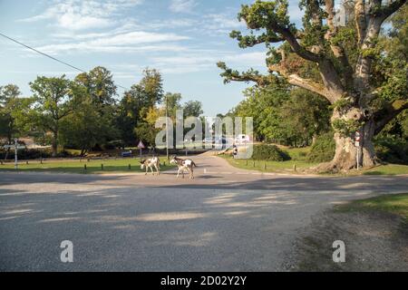 Wilde Ponys und Pferde wandern frei in Hampshire New Forest, England. Stockfoto