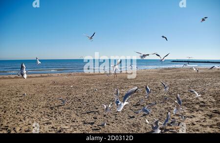 Möwen fliegen am Strand, Sand, Flug, sonniger Tag Stockfoto