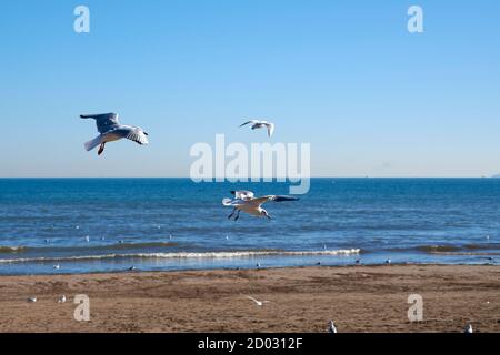 Möwen fliegen am Strand, Sand, Flug, sonniger Tag Stockfoto